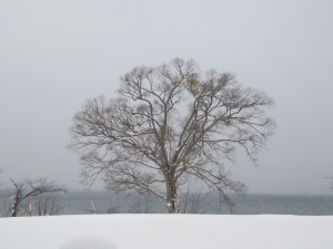 2015.1.20夕