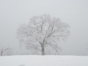 2015.1.31