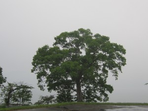 IMG_4878
