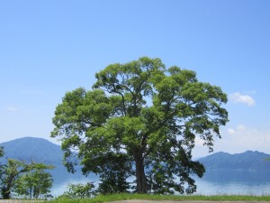 2015.6.11