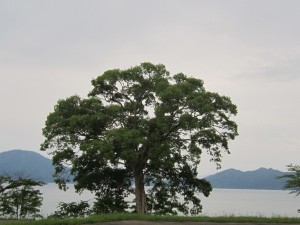 2015.6.12夕