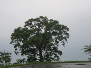 2015.6.３夕