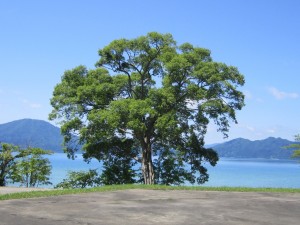 2015.7.11