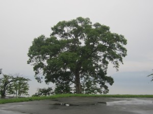 2015.7.28夕2