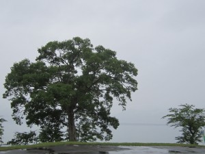 2015.7.１夕